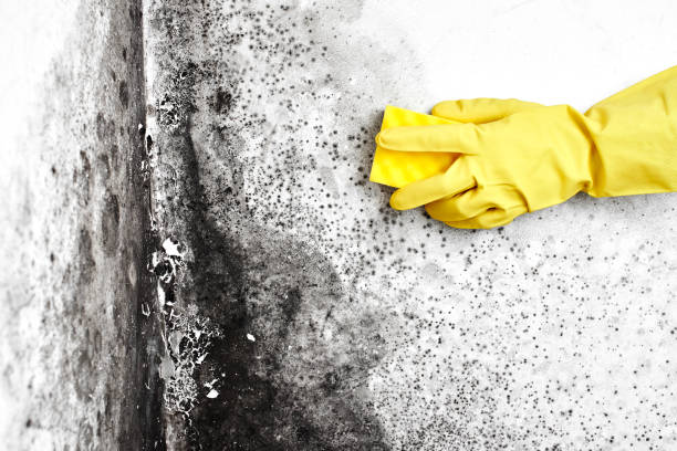 Mold Testing and Removal in Farmingville, NY