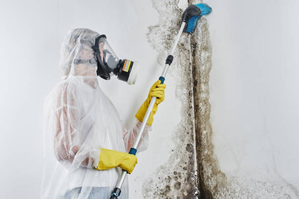 Best Local Mold Removal Service  in Farmingville, NY