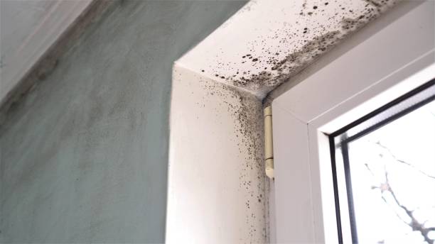 Best Black Mold Removal  in Farmingville, NY