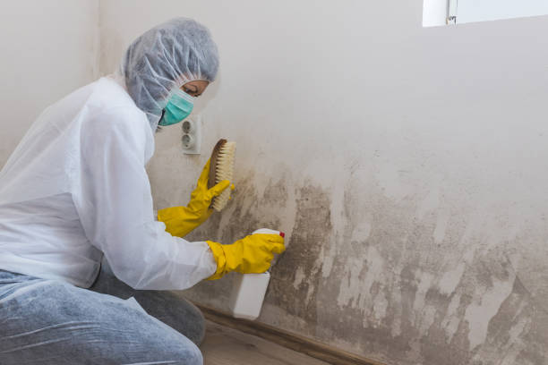 Best Mold Testing and Removal  in Farmingville, NY