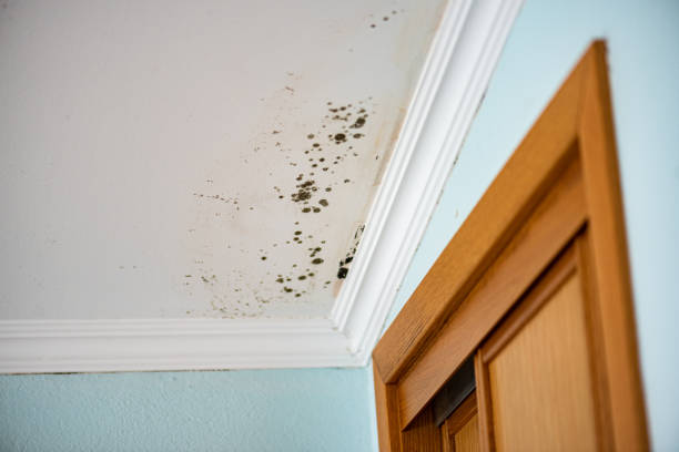 Best Certified Mold Removal  in Farmingville, NY