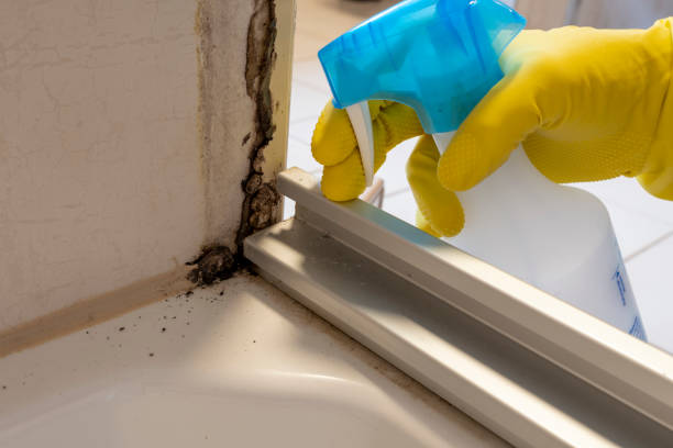 Best Toxic Mold Removal  in Farmingville, NY