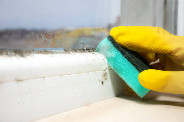 Best Same-Day Mold Removal  in Farmingville, NY
