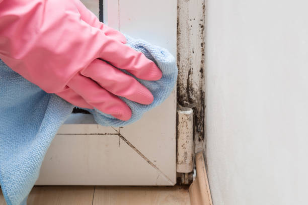 Best Commercial Mold Removal  in Farmingville, NY