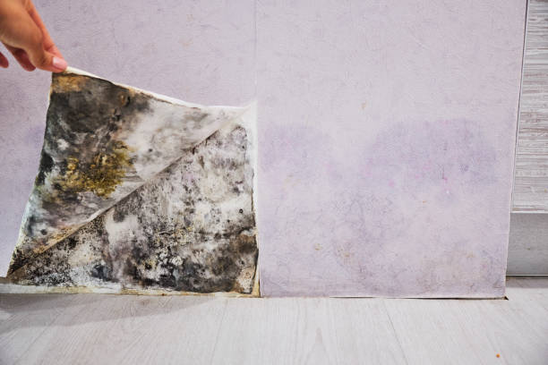 Crawl Space Mold Removal in Farmingville, NY